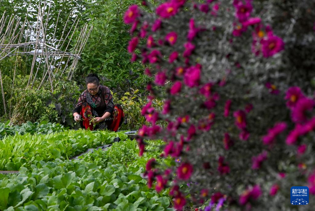 9月17日，马秀花在菜园里采摘油菜。