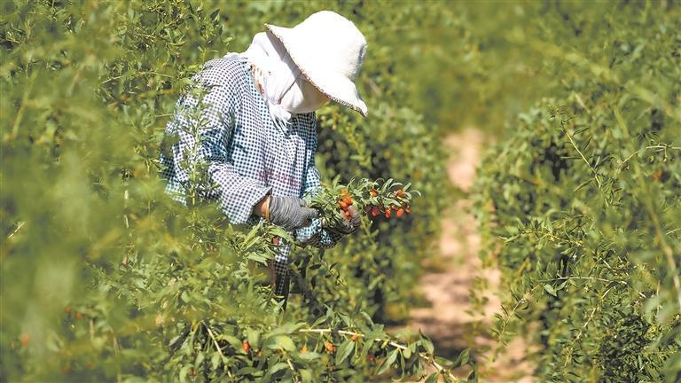 采摘枸杞。本版图片除署名外均由本报记者 洪玉杰 摄