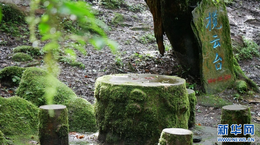 金山原始森林（9月17日摄）。新华网发 周岩摄