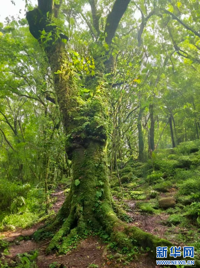  哀牢山植被（9月17日摄）。新华网发 郭云森摄