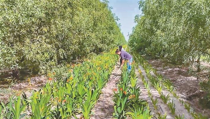 8月21日，在二师三十四团七连职工在枣园里管理套种的中药材射干。兵团日报常驻记者 李嘉成 摄