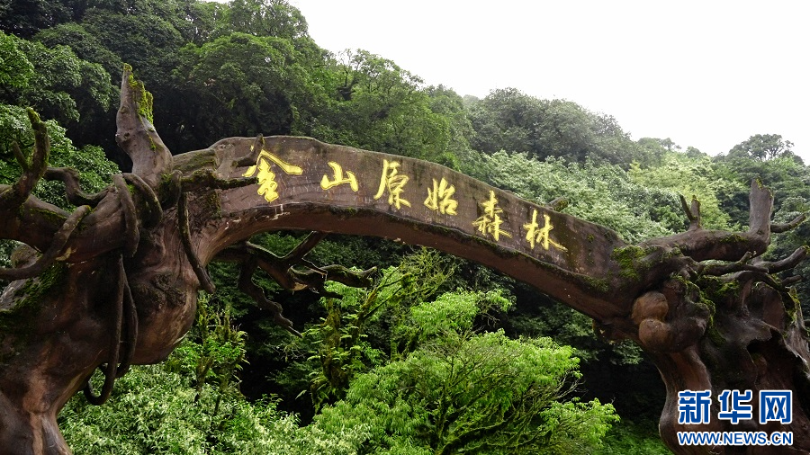金山原始森林（9月17日摄）。新华网发 郭云森摄