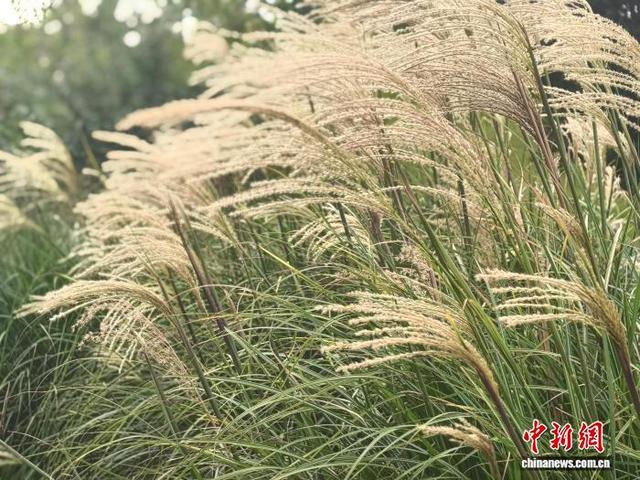 观赏草抽出丝丝细缕在微风中轻轻摆动，姿态柔美。 (中新网记者 陈静摄)